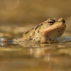 Ropucha obecna - Bufo bufo - European Toad 9757